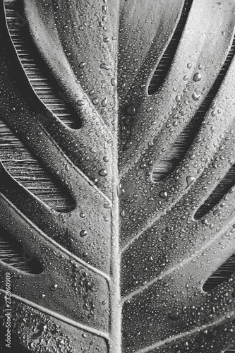 Foto-Lamellenvorhang - Beautiful bright black and white picture of Monstera deliciosa leaf( also known as Swiss cheese plant) with water drops indoors, contrast light, dark brown wooden background. Copy space. (von FotoHelin)