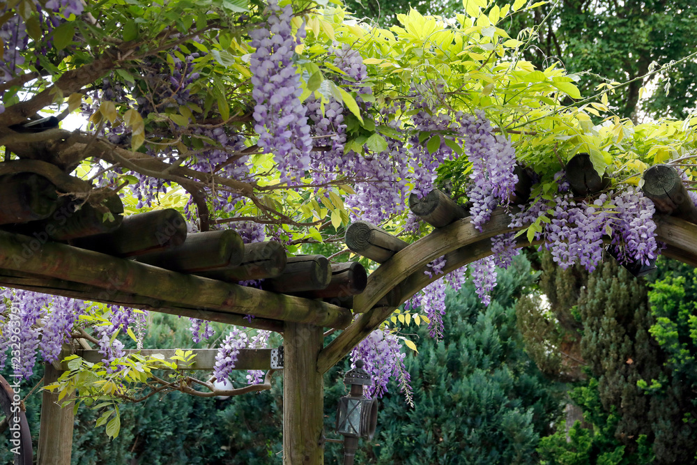 Blauregen (Wisteria) in Blte an Pergola Stock Photo | Adobe Stock