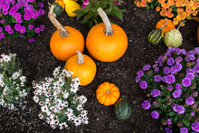Autumn Harvest Pumpkin And Mums Background. Pumpkins And Chrysanthemums In An October Garden With Rich Black Soil.