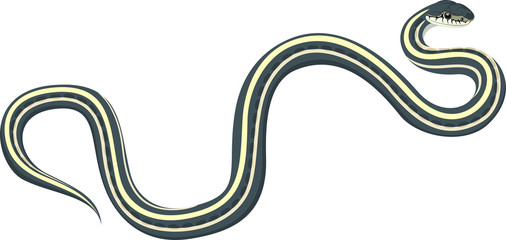 vector Common garter snake