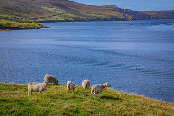 Beautiful View at Shetlands