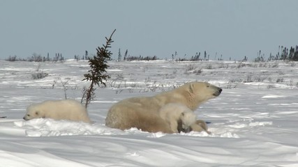 Wall Mural - polar bear cubs (ursus maritimus) mother with two three months old playful cubs at denning site, wap