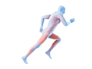 3d rendered illustration of a joggers muscles