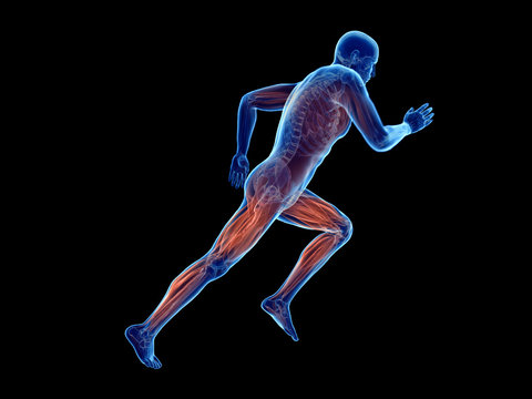 3d rendered illustration of a joggers muscles