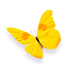 Poster - yellow butterfly with shadow isolated on white background