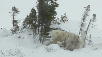 Wall Mural - polar bear cubs (ursus maritimus) mother with two three months old playful cubs at denning site, wap