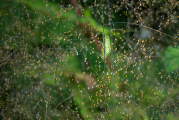 dew on spider web