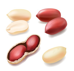 Wall Mural - Peanuts in shell, realistic nut vector icon