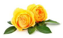 Beautiful Yellow Roses.
