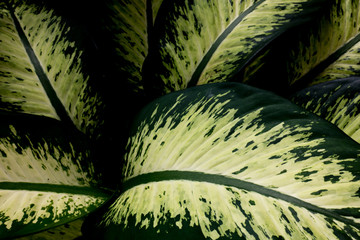 Wall Mural - Beautiful leaf abstract background.