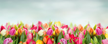 Tulips In Garden On Blue Sky Background Wide Banner With Copy Space