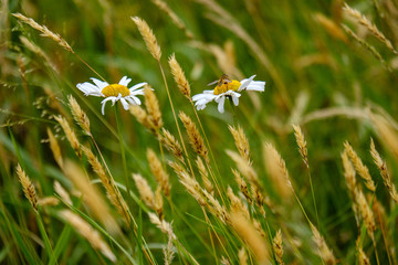 summer flower pattern in green meadow