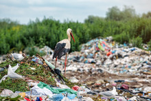 Stork And Gulls On The Landfill