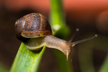 Snail in close up - agriculture - pest