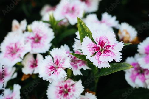 Photo Pink Dianthus flowers (Dianthus chinensis), China Pink flower in flowerbed