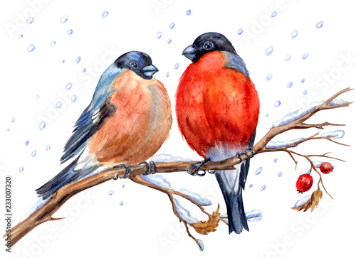 Cuadros en Lienzo Two bullfinches on a hawthorn branch under snowfall, watercolor painting on a white background isolated with clipping path