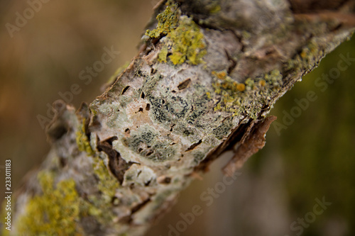 Fotografia, Obraz Mousse et lichens sur écorce sur branche d'arbre