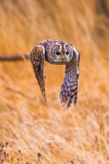 Wall Mural - outstretched, dark, close, spruce, wildlife, life, sun, backlight, forest, isolated, majestic, cute, sits, nature, sunset, wings, illuminated, wild, sitting, claw, portrait, predator, tawny, one, blac