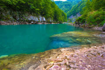 Wall Mural - Absolutely transparent turquoise cold water of a mountain rapid deep river from a rocky shore, background of summer green trees of the forest. Tara River Canyon, Durmitor National Park, Montenegro.