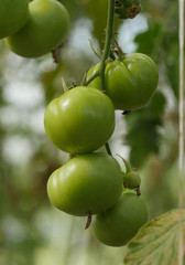 Sticker - green tomatoes in the garden, close up