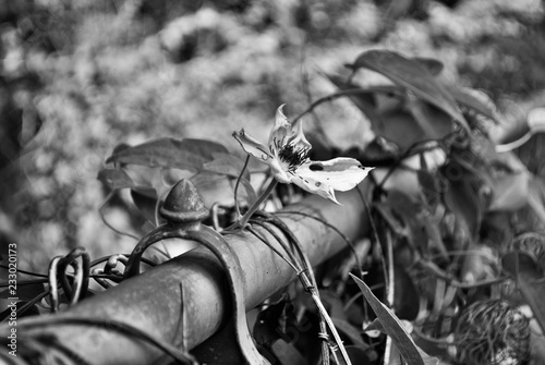 Black And White Clematis Gypsy Queen Flower Growing On A
