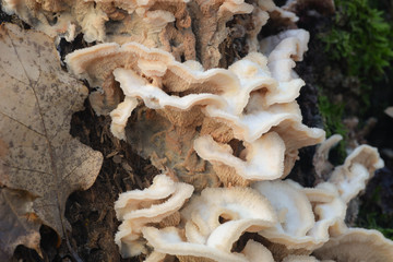 Wall Mural - Schizophyllus communis white fungus on tree