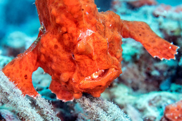 Wall Mural - Strikingly bright orange frogfish taken while scuba diving in tropical Indonesia