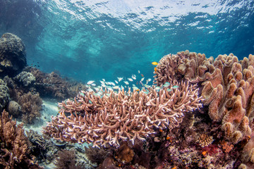 Wall Mural - Beautiful, colorful, and healthy coral reef underwater from tropical Indonesia