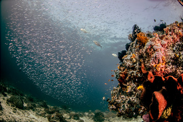 Wall Mural - Beautiful, colorful, and healthy coral reef underwater from tropical Indonesia