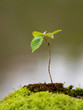 © Alexandra Giese - young sapling of a beech tree growing out of a mound covered with moss