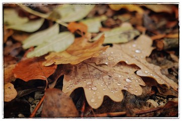Wall Mural - autumn diamonds