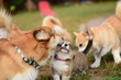 © Justyna - welsh corgi pembroke puppy plaing with adult dogs as a part of puppy socialisation