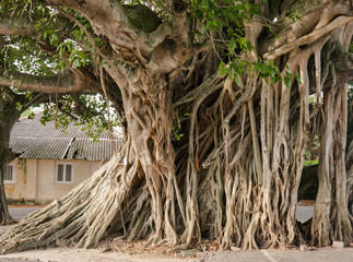 large banyan tree roots in the city.