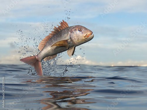 Obrazy wędkarstwo  wspolna-ryba-zebowa-skaczaca-w-oceanie-renderowania-3d
