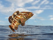 Beatiful marin sea grouper with great pose out of water 3d render