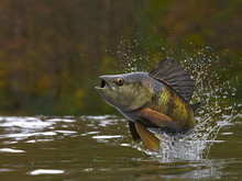 Yellow Perch Fish Jumping Out Of Lake Or River With Splashes 3d Render