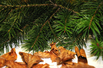 Christmas background with fir tree and dry leaves on white background. Xmas background