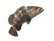 Side view of jumped grouper  epinephelus fish 3d render