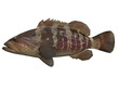 Side view of white great grouper fish with great coloring 3d render