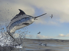 Marlin Swordfish Jumping To Catch Flying Fished In Ocean 3d Render