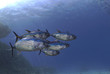School of tuna fishes swimmin together undersea view 3d render