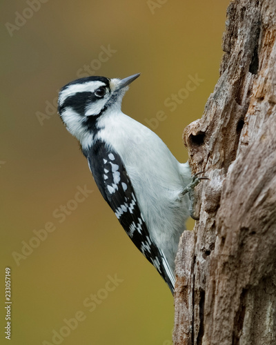 Cuadros en Lienzo Female Downy Woodpecker foraging on a dead tree stump