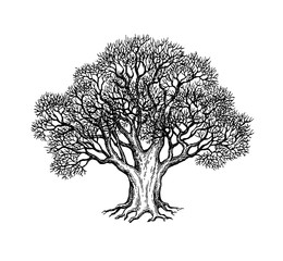Wall Mural - ink sketch of oak tree.
