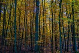 Fototapeta Dmuchawce - Herbstwald