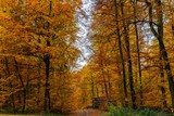 Fototapeta Dmuchawce - Herbstwald