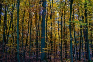  Herbstwald