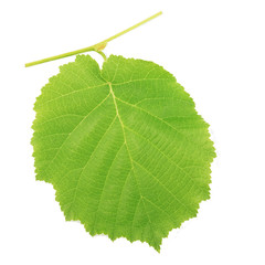 Wall Mural - One kiwi leaf isolated on white background