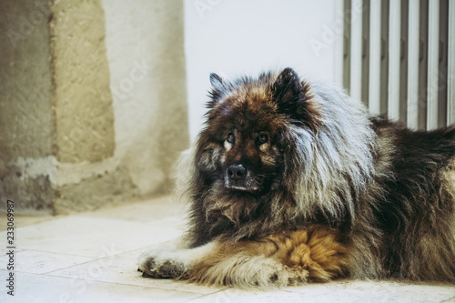 Chien De Race Eurasien De Couleur Brun Buy This Stock