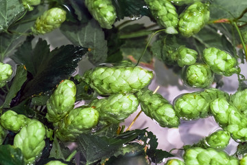 Green fresh hop cones in water for making beer