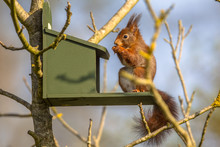 Red Squirrel Eating On Feeder